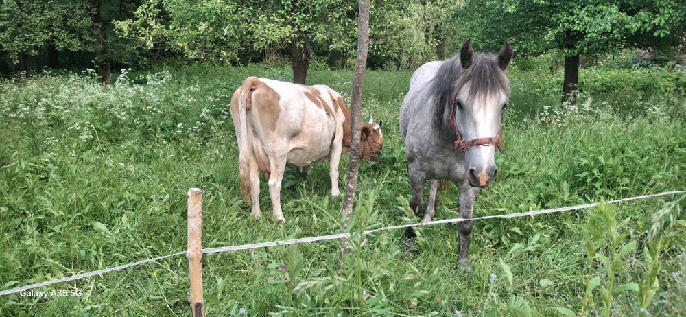 Vand Manza si Vaca