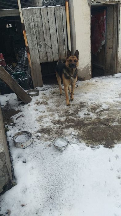 Отдам в хорошие руки