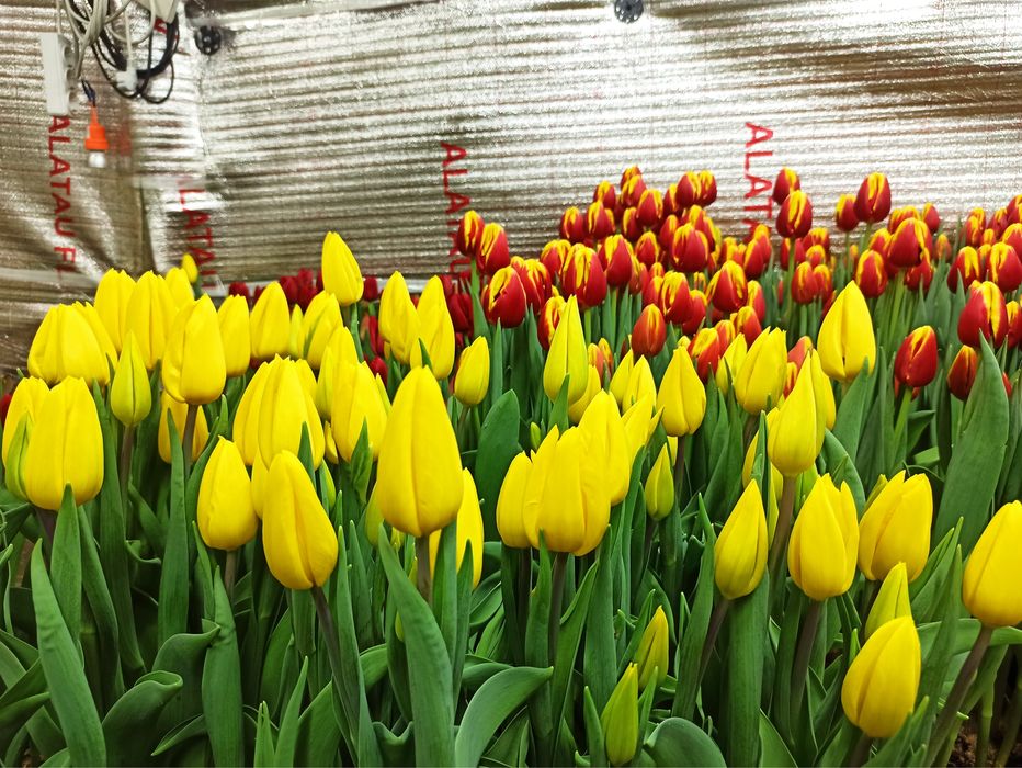 Тюльпаны оптом с теплицы