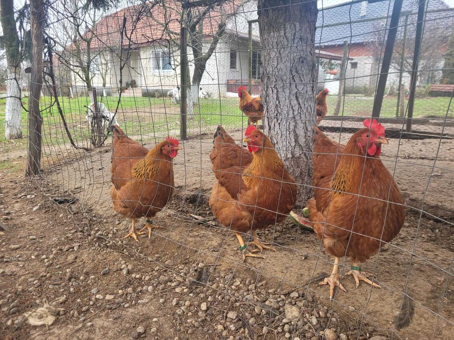 Vand oua pt incubat New Hampsire!