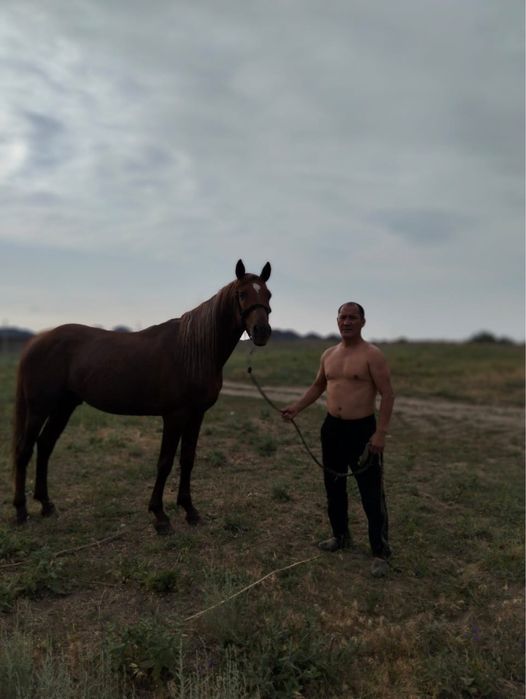 Лошадь Айғыр Жылқы