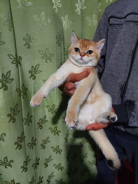 Залатая шиншилла угил бола 2.5 ойлик