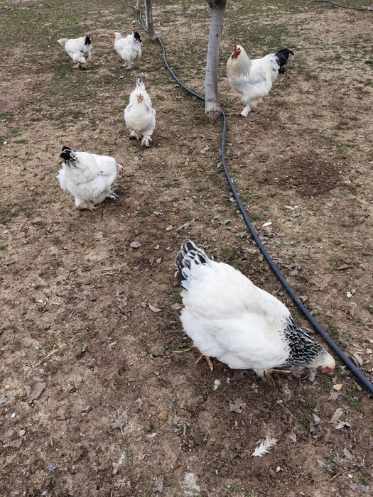 Oua pentru incubat de găină brahma cu mixta - de vanzare