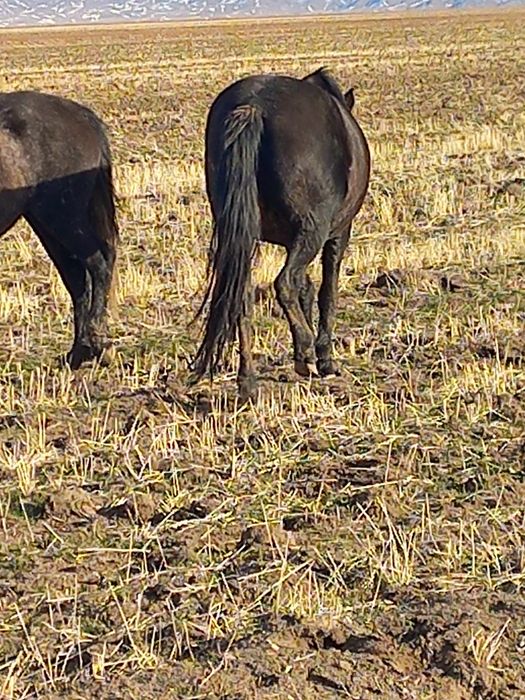 5 жасар  ту бие сатлады