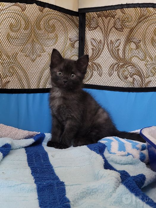 Отдаём котёнка в хорошие руки