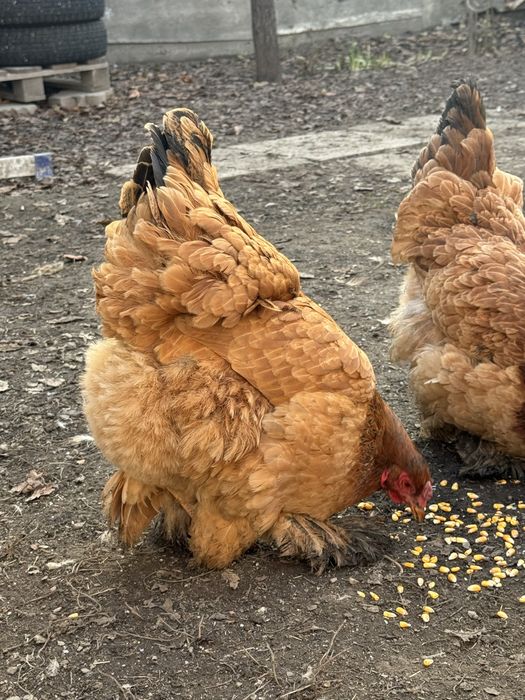 Продам кур брамы