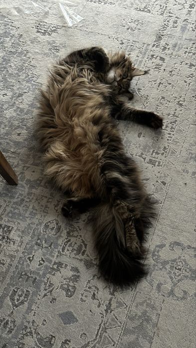 Роскошная кошка мейн-кун ищет дом