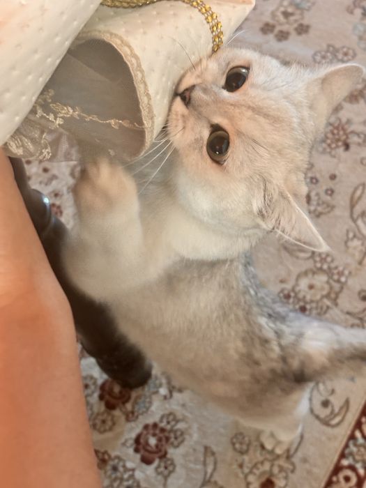 Кошка Британская шиншилла