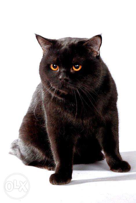 Питомник "Шерхан"предлагает котов британцев для вязки.