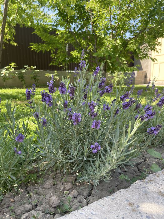 Лаванда сиреневая