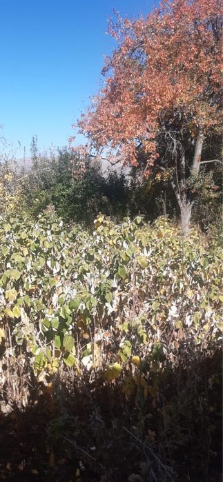 дача в горах текели