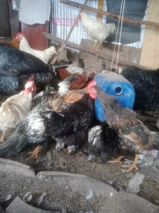 Продам петух продам