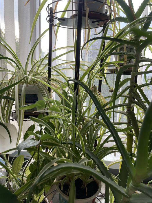 Комнатные цветы недорого