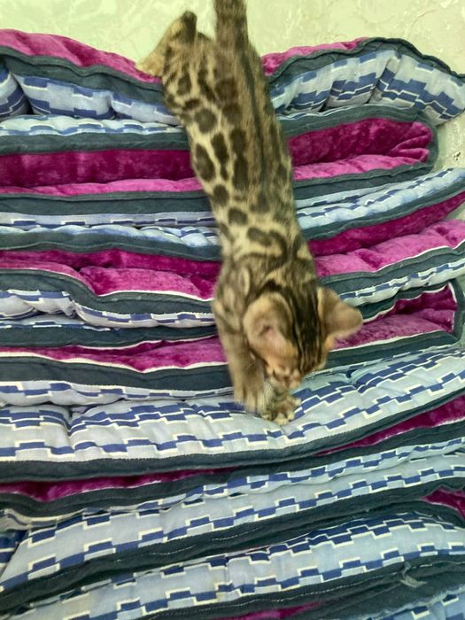 Bengal mushukchalar sotuvda