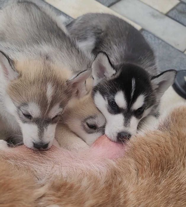 Срочно чистокровный сибирский хаски мальчик 1,5 месяца