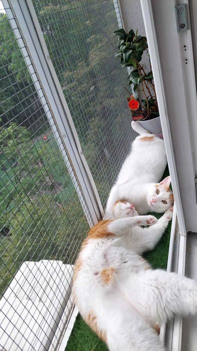 Plase metalice de protectie pentru pisici si insecte/custi/usi/balcon