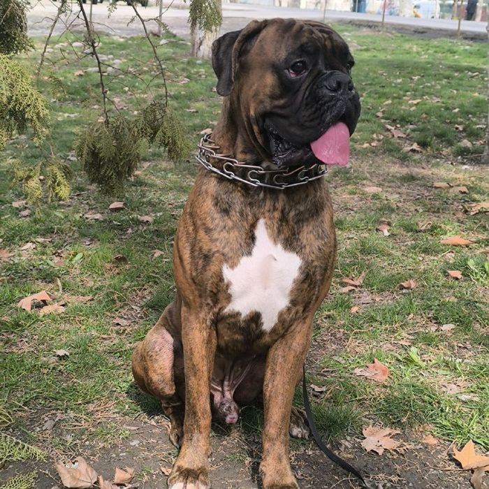 Немецкий Боксер Вязка