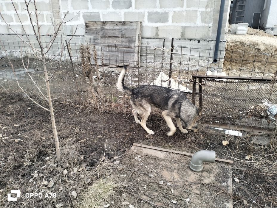 Отдам       даром