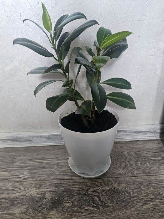 Продам красивый фикус