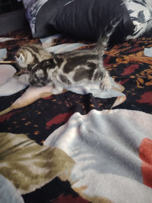 Шотландский фолдик