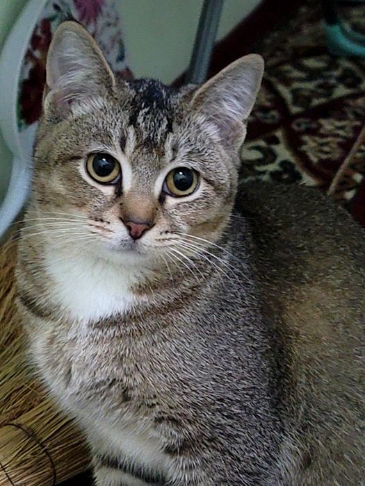 Chiroyli aqli sog'lom mushuk sotiladi