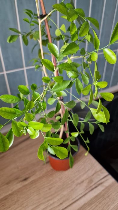 Муррайя(императорское дерево)