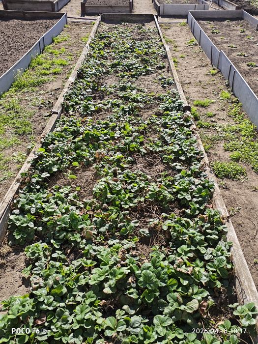 Рассада клубники!