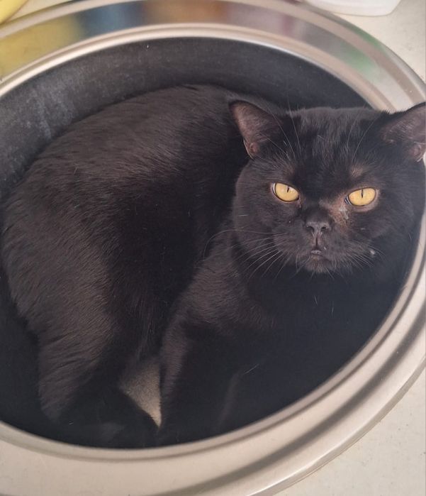 Котята британцы чистокровные