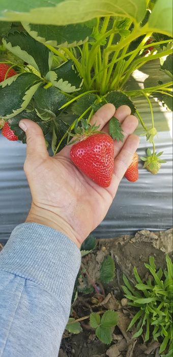 Разсад ягоди - алба , априка , клери