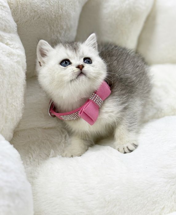 Шотландская серебристая шиншилла