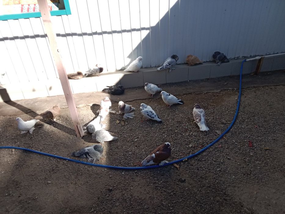 Продам разных голубей