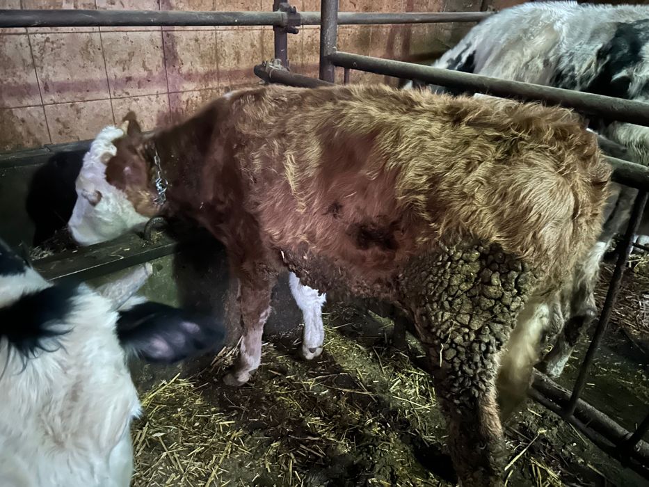 Vand vitel baltata de 4 si de 9 luni