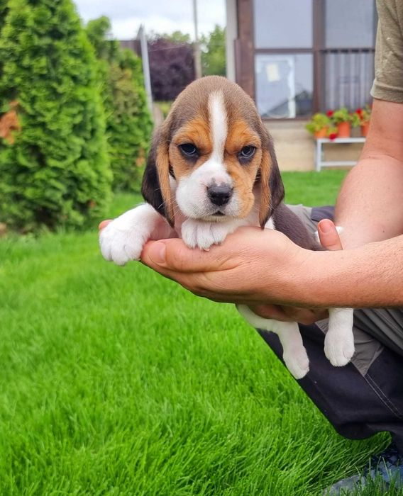 Pui Beagle Pedigree