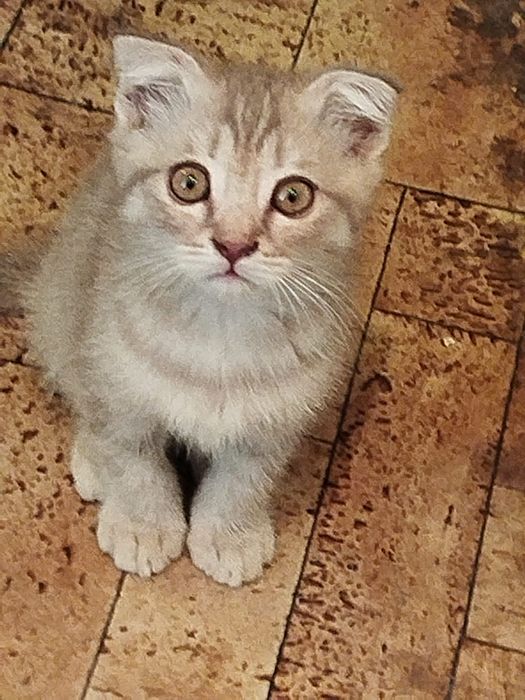 Котята от Вислоухой кошки.