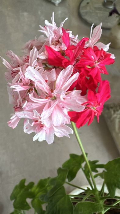 Пеларгония карликовая