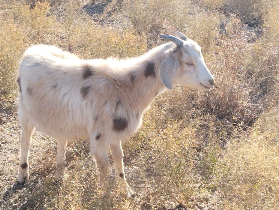 Козы, пародистые