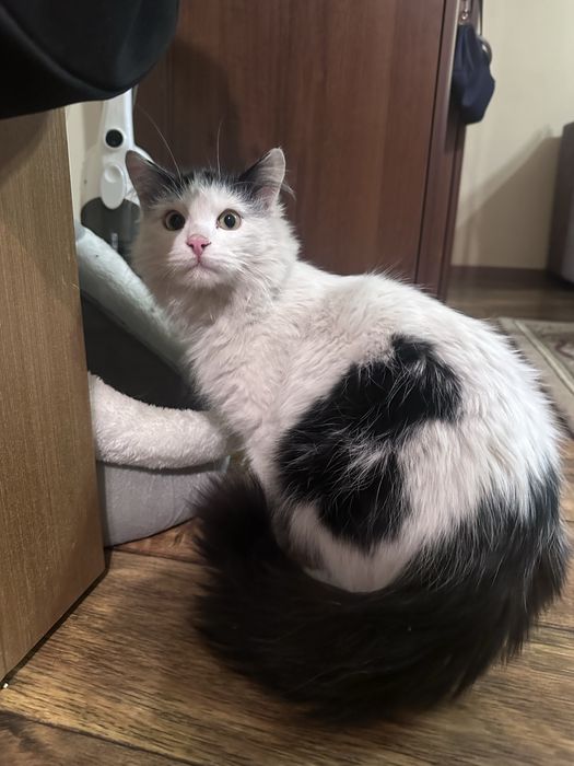 Ласковая кошка ищет дом
