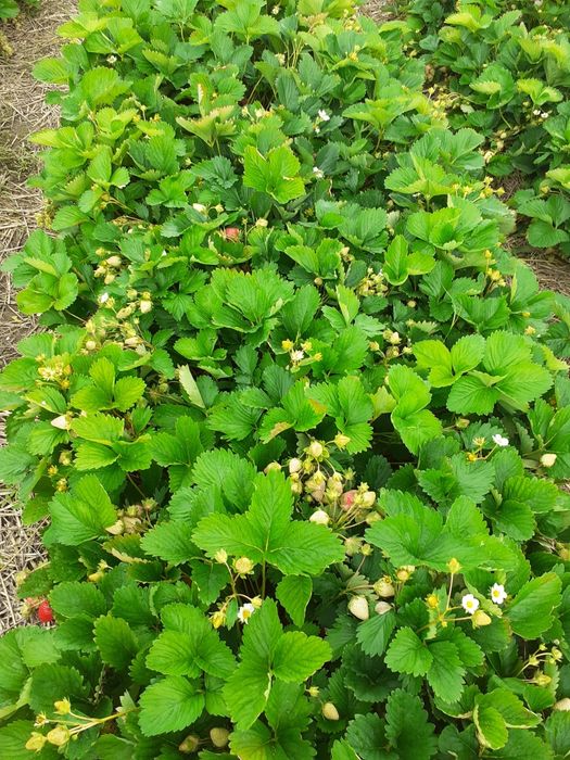 Разсад ягоди и манини