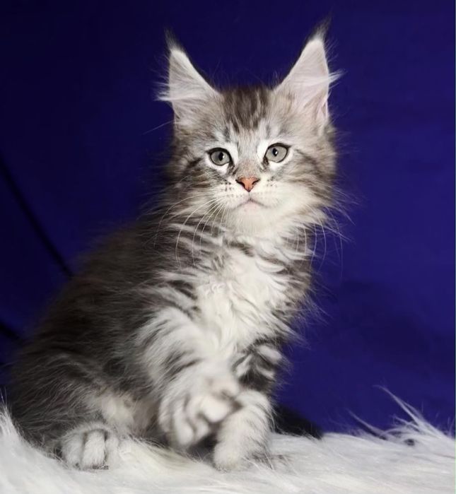 Котята мейн-кун из проф питомника.