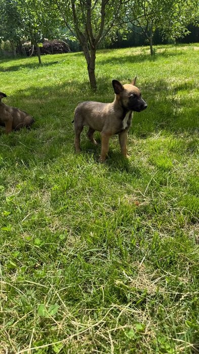 Ciobănesc belgian Malinois