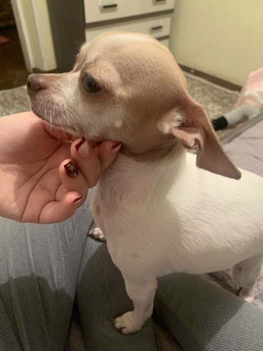 Отдадим в добрые руки домашнего питомца