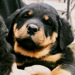 Продажа щенков ротфелера