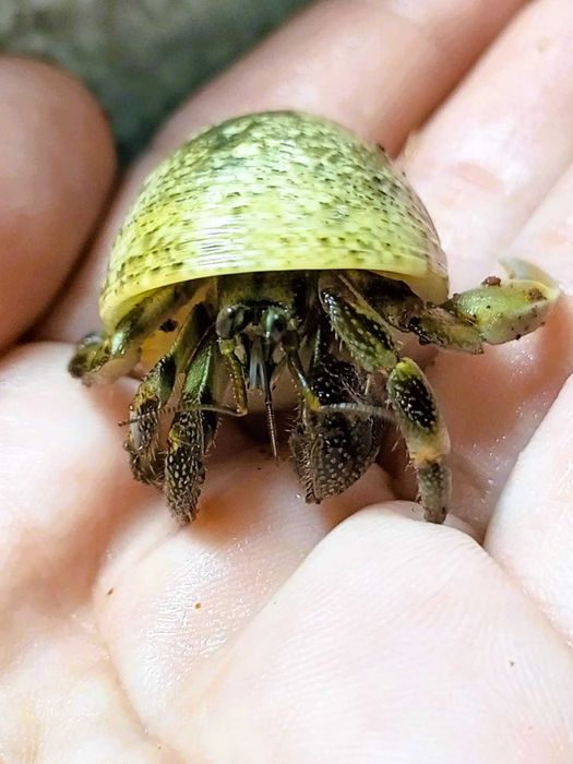 Очаровательные раки-отшельники