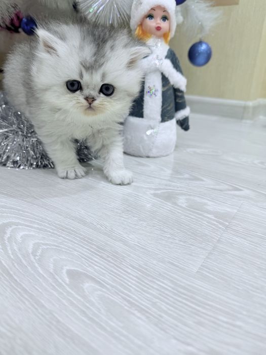 Бритенец! Шиншила Серебро!