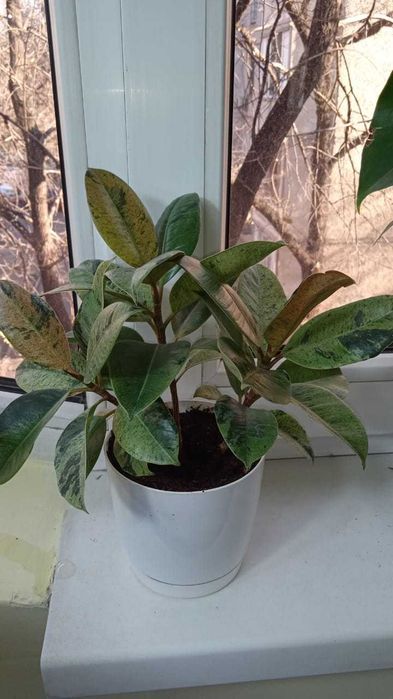 Фикус Эластика Шрайвериана или Муншайн