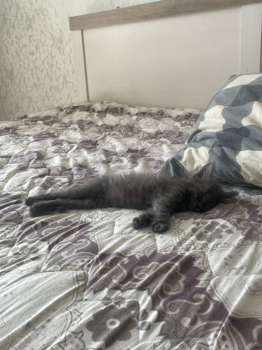 Отдаётся котёнок