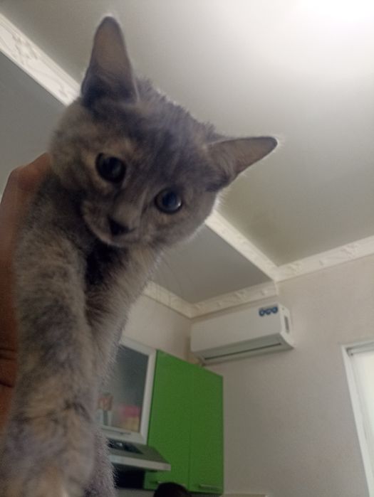 Котенок бесплатно