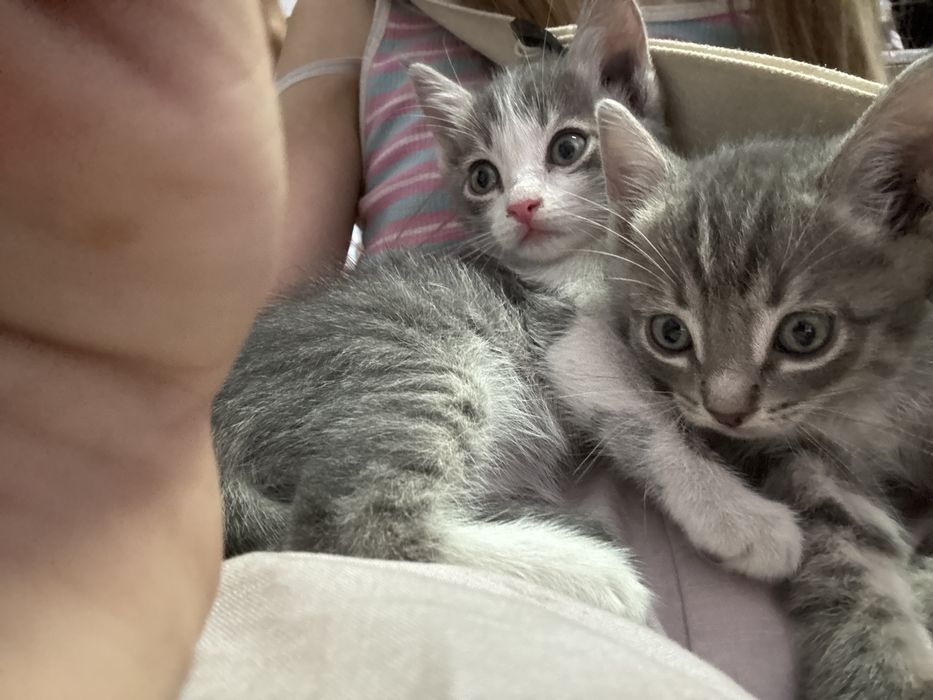 Котенок очень милый