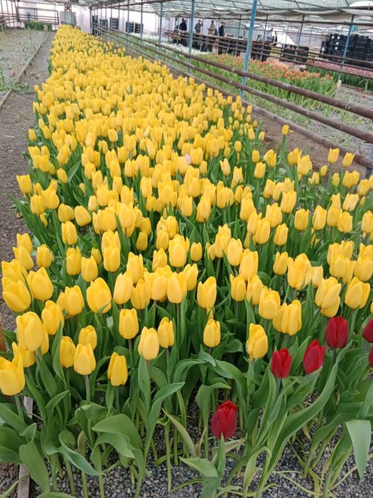 Тюльпаны оптом передзаказ к 8 марта