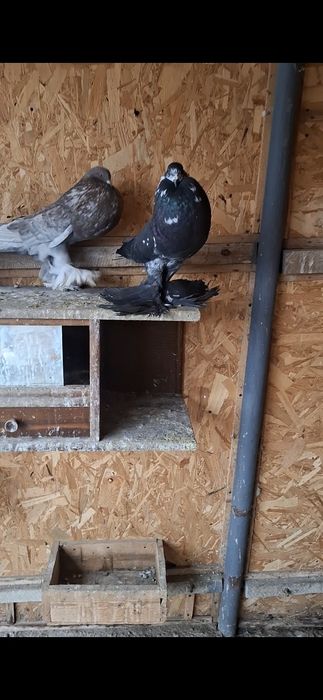 Vând porumbei  gusati  de pomerania